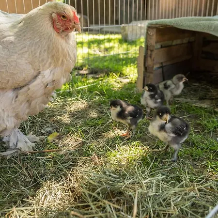 Am Heidenbach 度假居 *